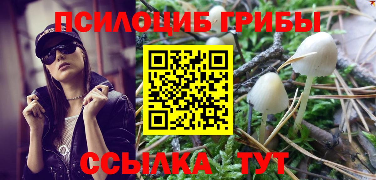 Псилоцибиновые грибы Cubensis Гулькевичи